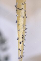 Guia sobre o Fies com calendário e documentos